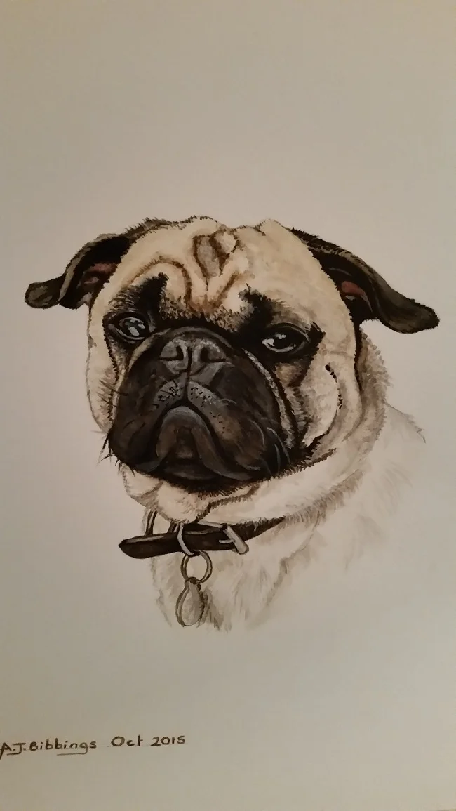 " Kobi" Pug