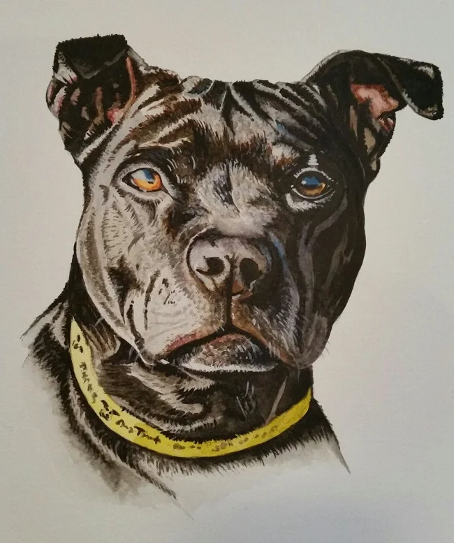 " Ally" Saffordshire Bull Terrier