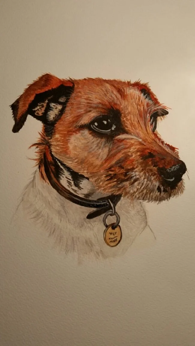 "Pip" Jack Russel Terrier