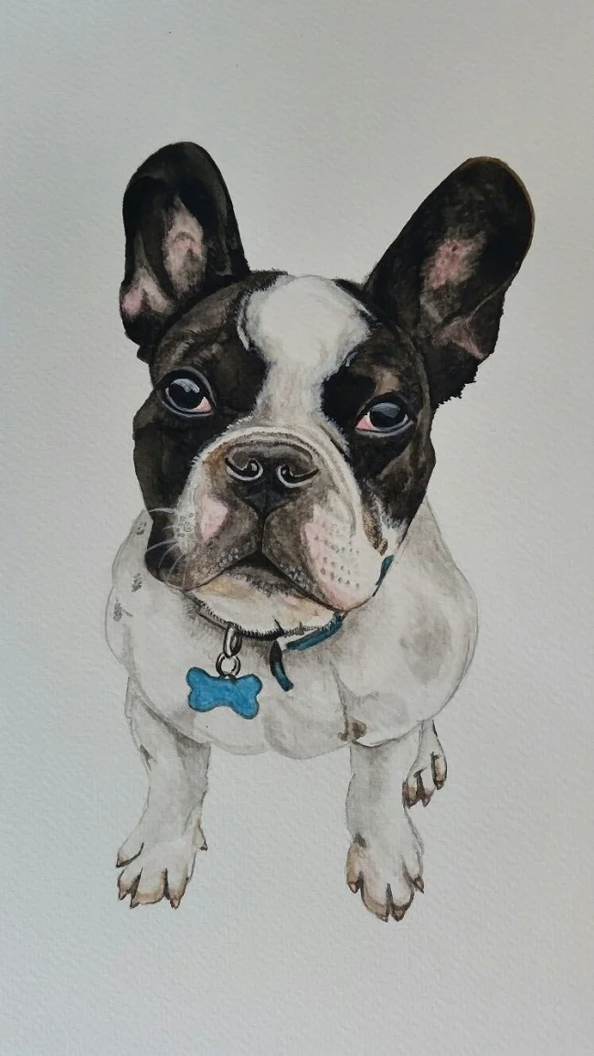 "Winston" French Bulldog