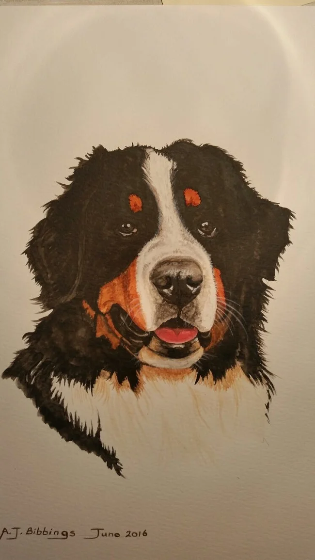 "Oscar" Bernese Mountian Dog
