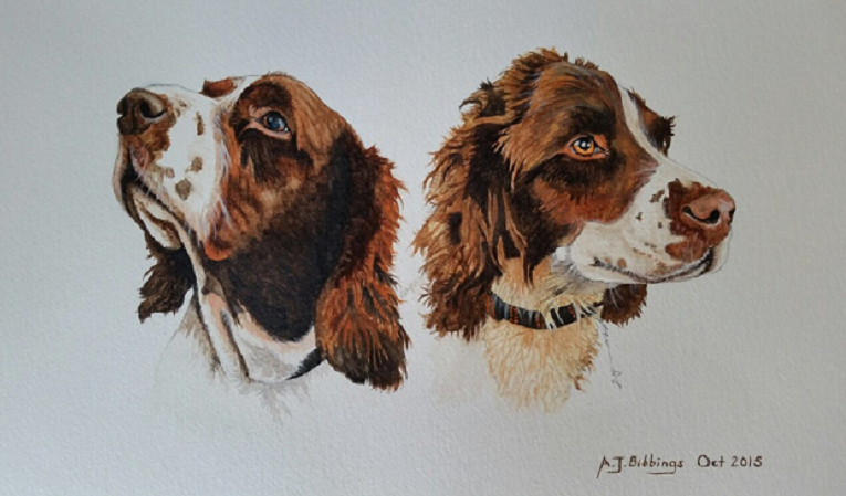 "Charlie and Taji" Springer Spaniel