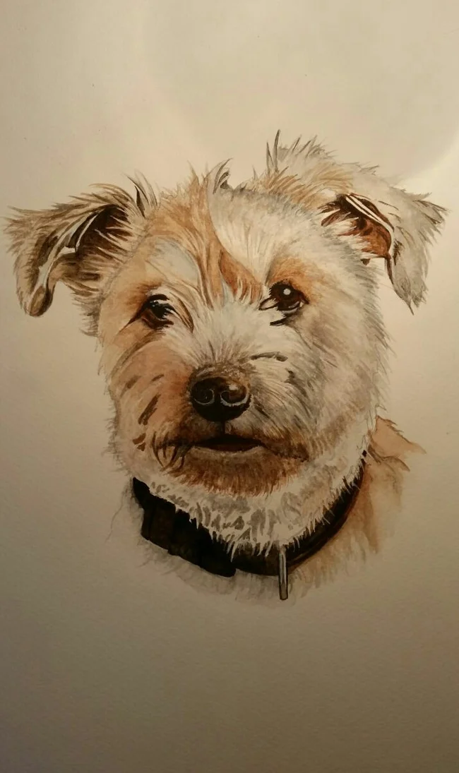 "Charlie" Jack Russell Terrier