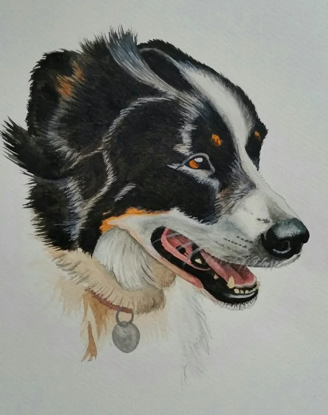 " Laddie" Border Collie