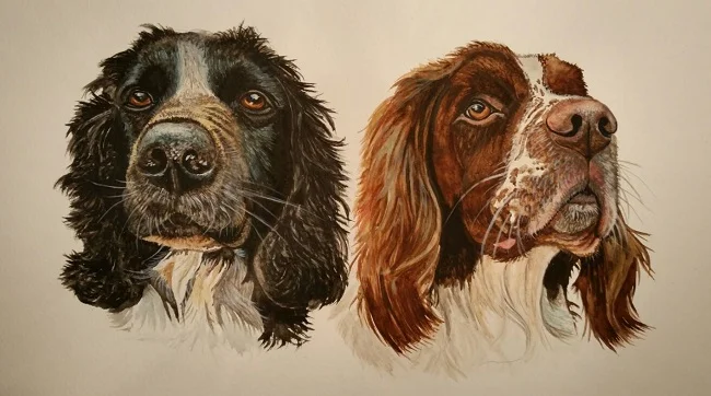 Callie & Jack - Springer Spaniels