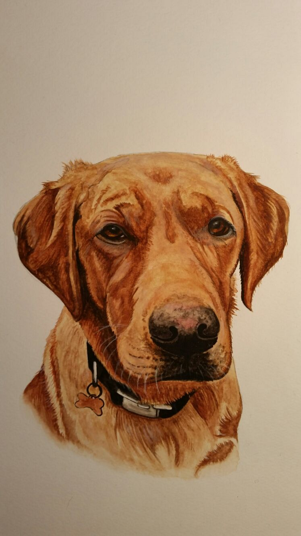 "Alfie" Fox Red Labrador