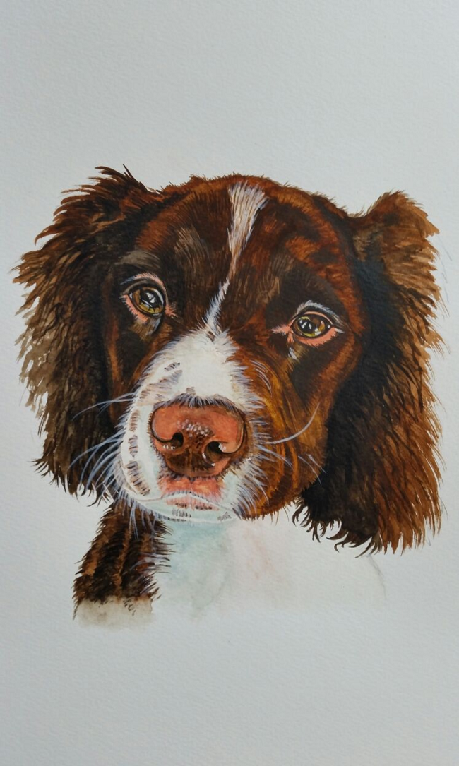 Chip - Spaniel