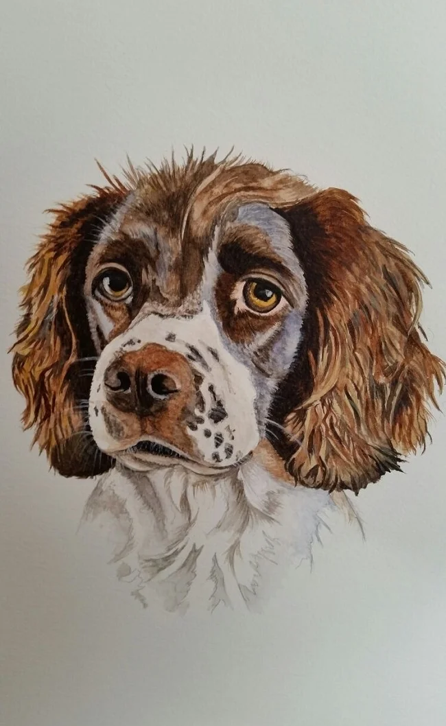 " Miley" Springer Spaniel