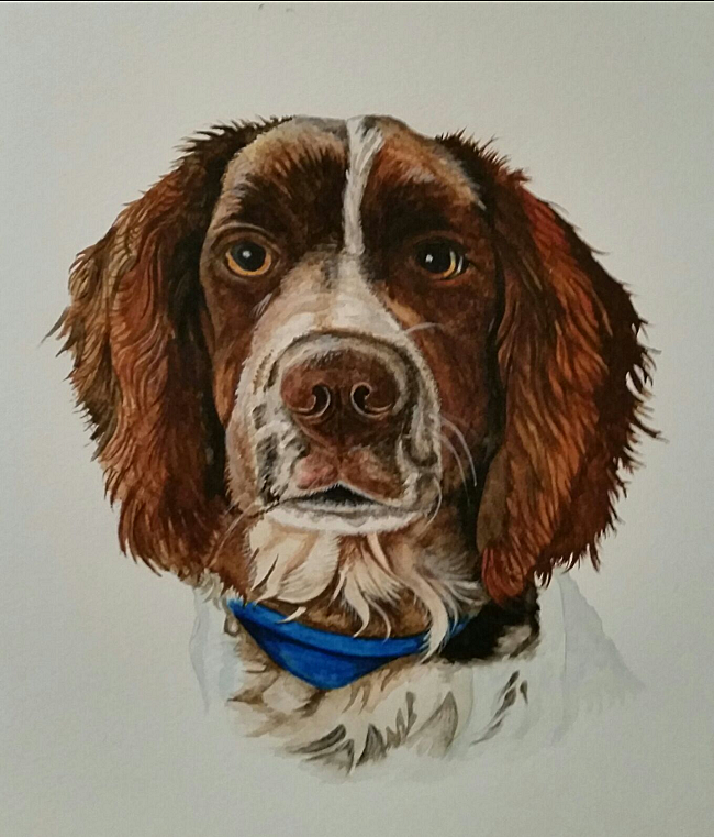 "Oreo" Springer Spaniel