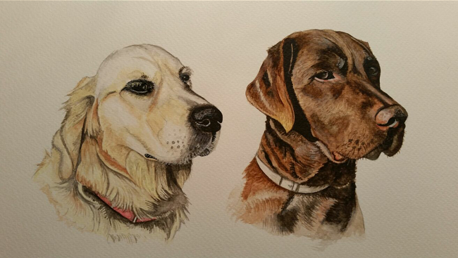 "Brie" Golden Retriever "Bear" Chocolate Labrador