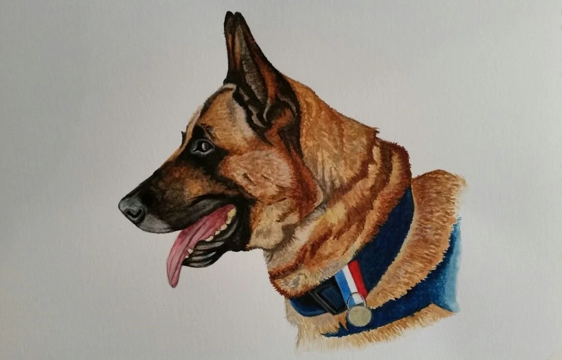 " Diesel" German Shepard