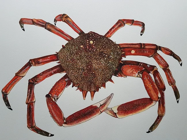 web size spider crab ...jpg