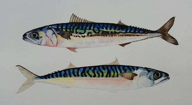 web size mackerel...jpg