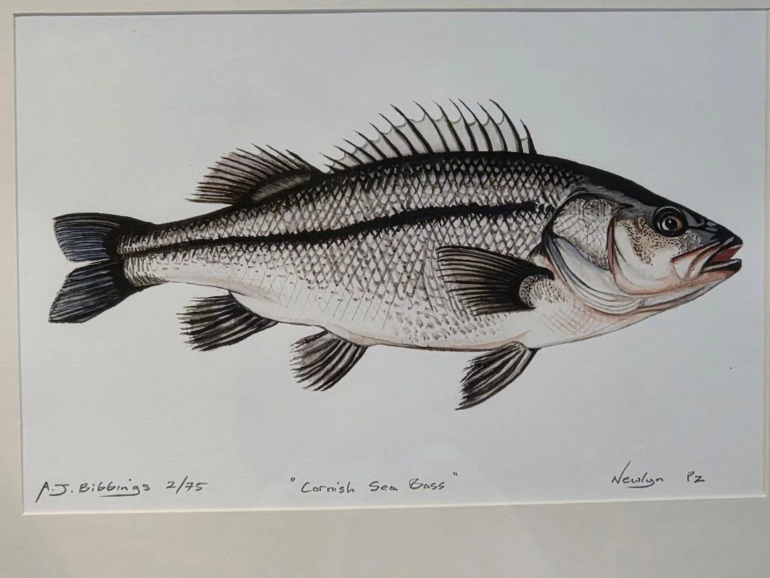 seabass5.jpg