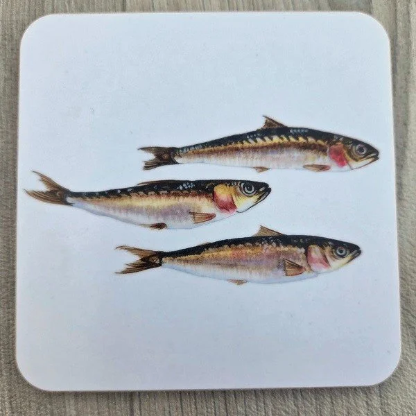 new 2026 sardine coaster.jpg