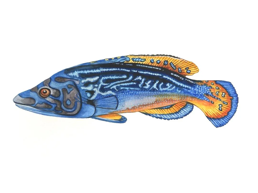 cuckoo wrasse mine1.jpg