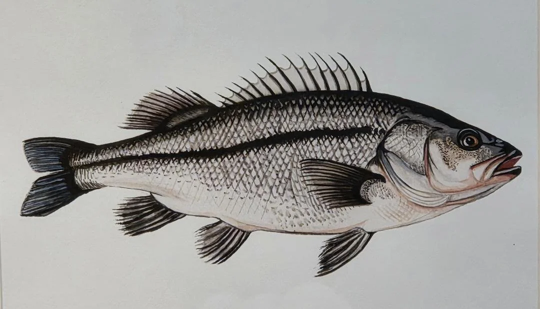 seabass3.jpg