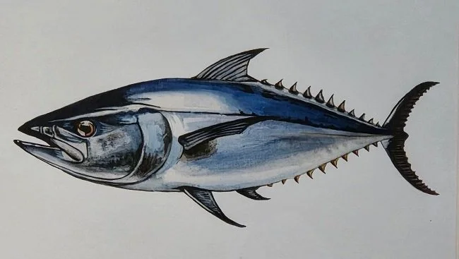 tuna4.jpg