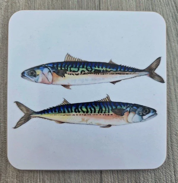 new 2026 mackerel coaster.jpg