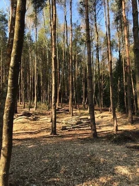 dense woodland 4.jpg