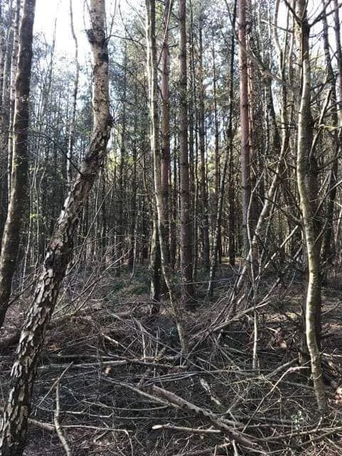 dense woodland 3.jpg