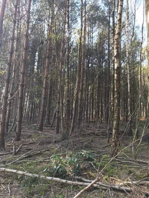dense woodland.jpg