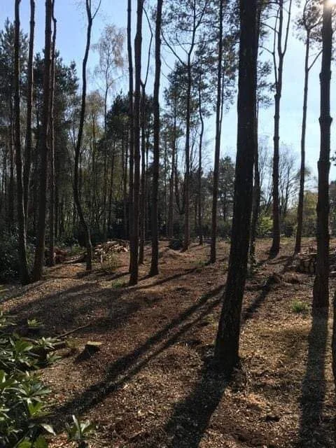 woodland cleared.jpg