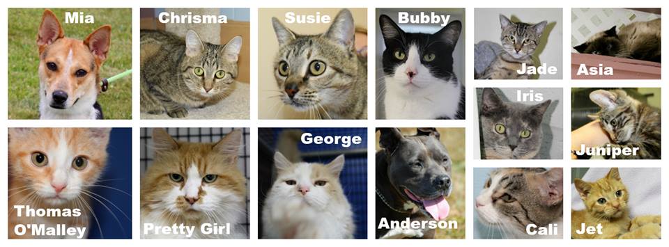 53 days to go: More pets are getting adoption applications and are going home each day. Adoption fees are reduced, please inquire about any pet in which you are interested. With the closing date approaching, HBPS staff and volunteers are working to get every single pet a forever home. 