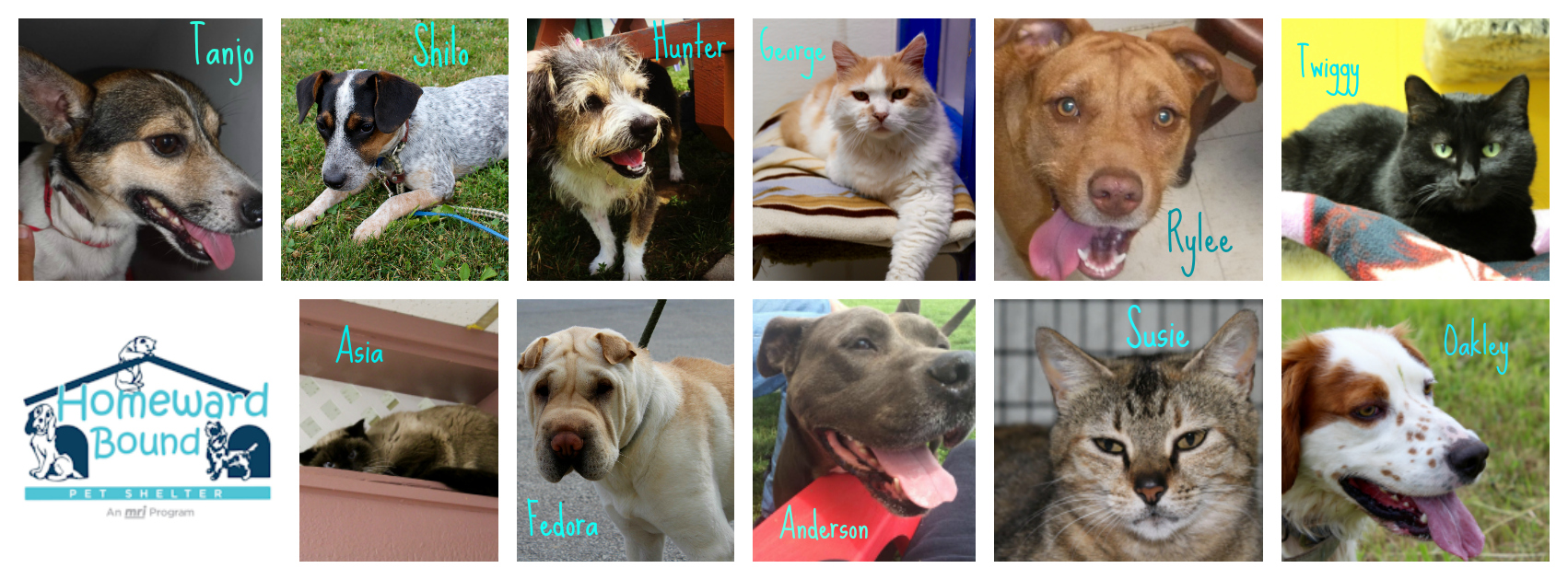 45 days to go before Homeward Bound Pet Shelter closes. These are just some of the pets looking for a home of their own before August 31, 2016. 
