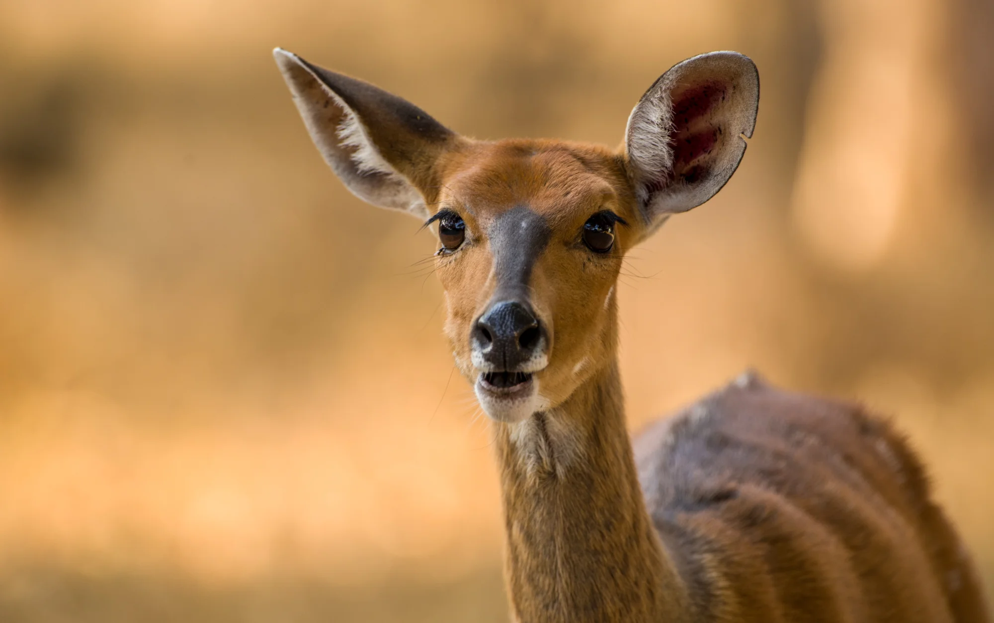 Nyala