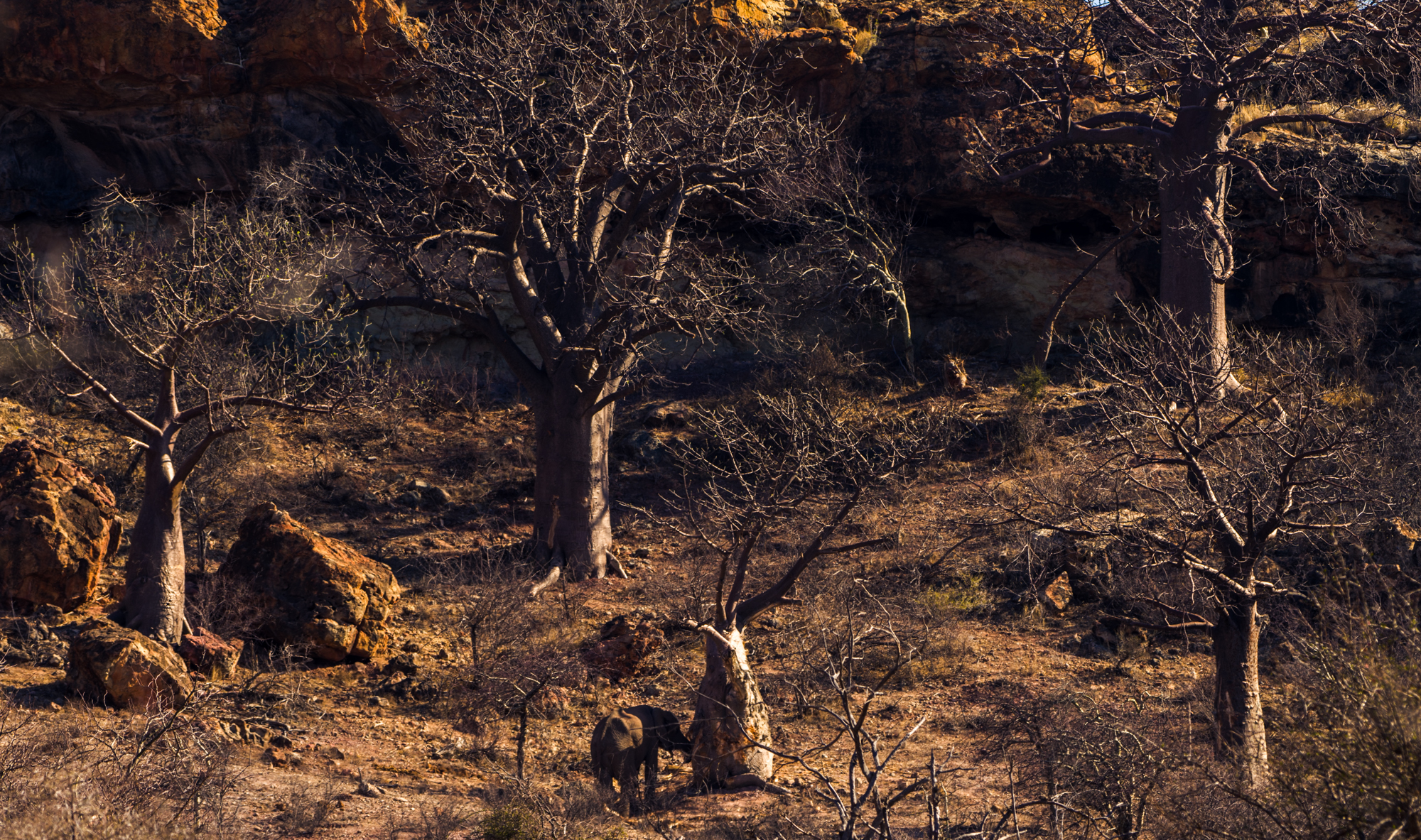 Ellie en de imposante Baobab