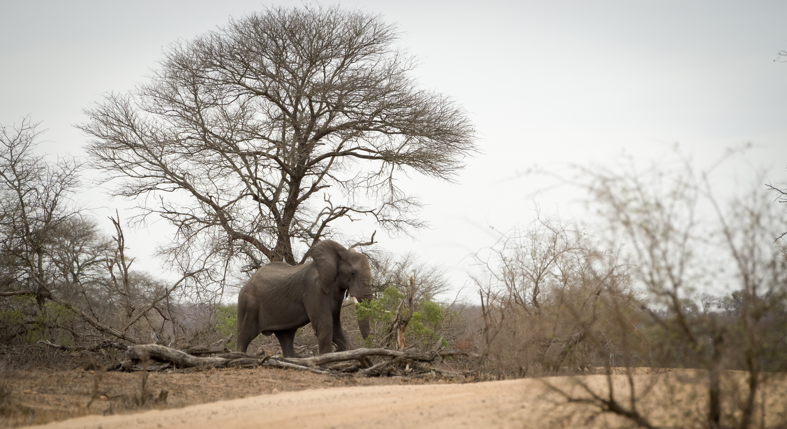 Roadblock