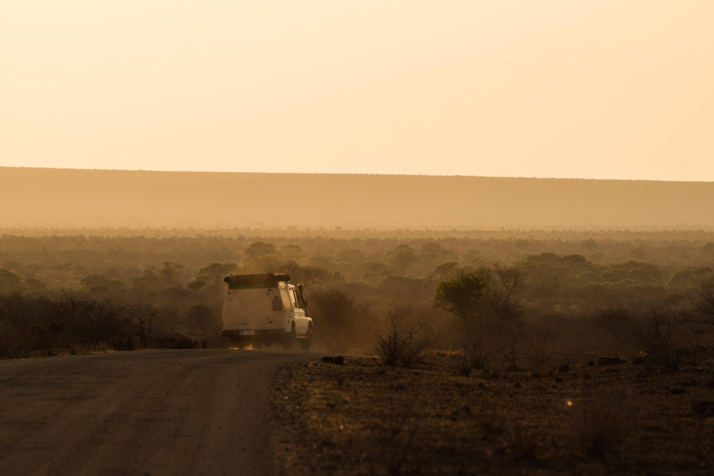 Sunrise safari