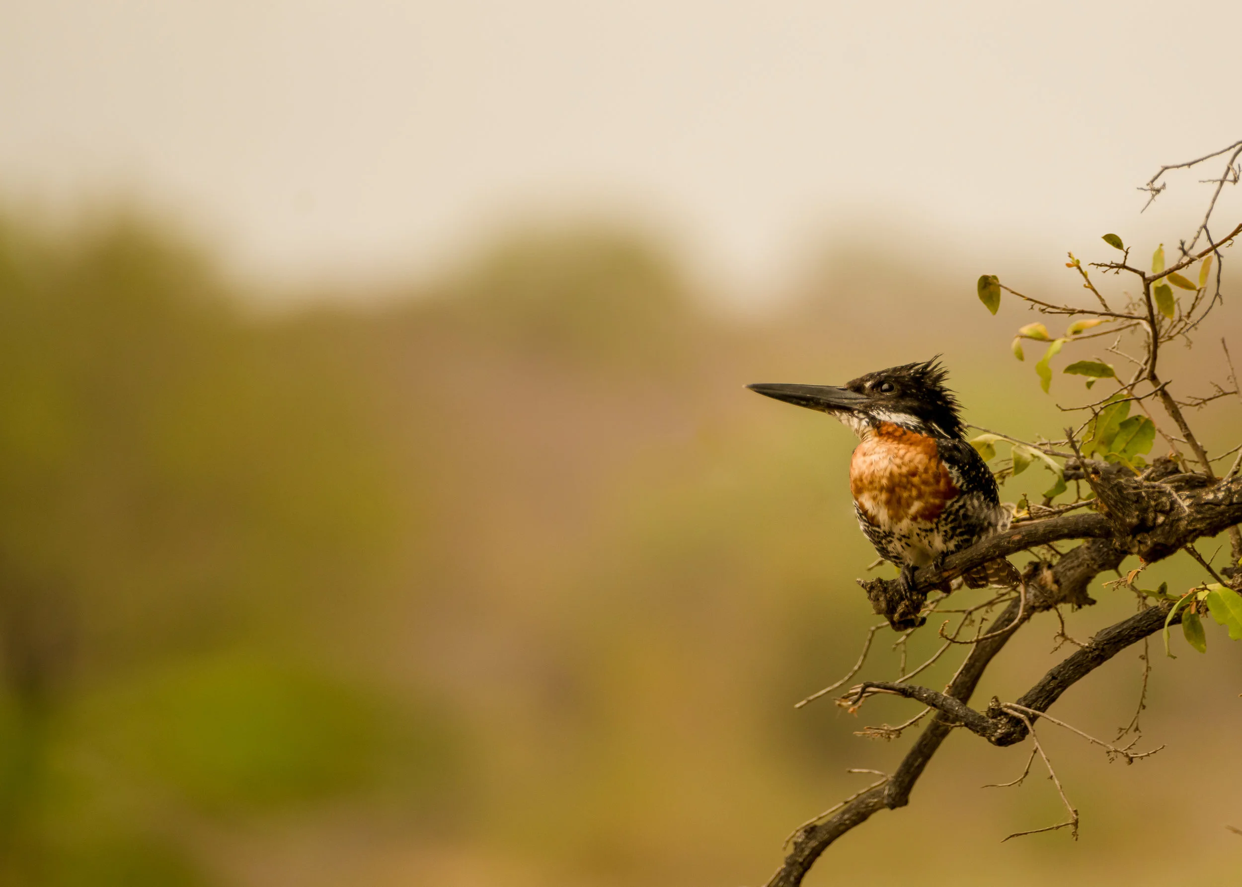 Giant Kingfisher