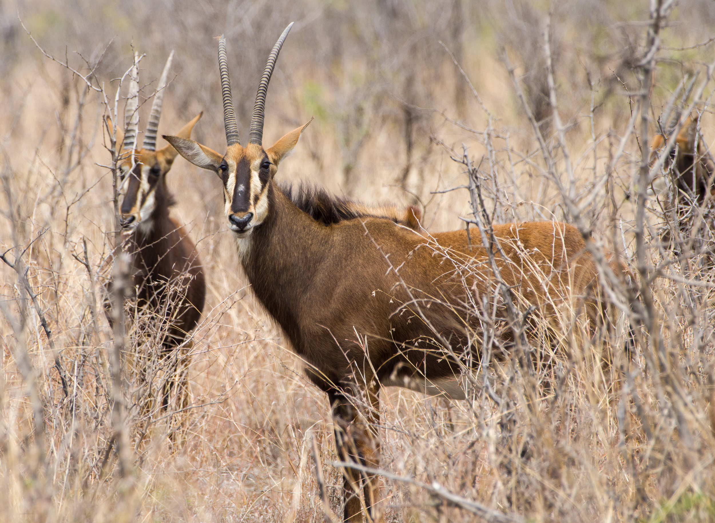 Sable antilopes