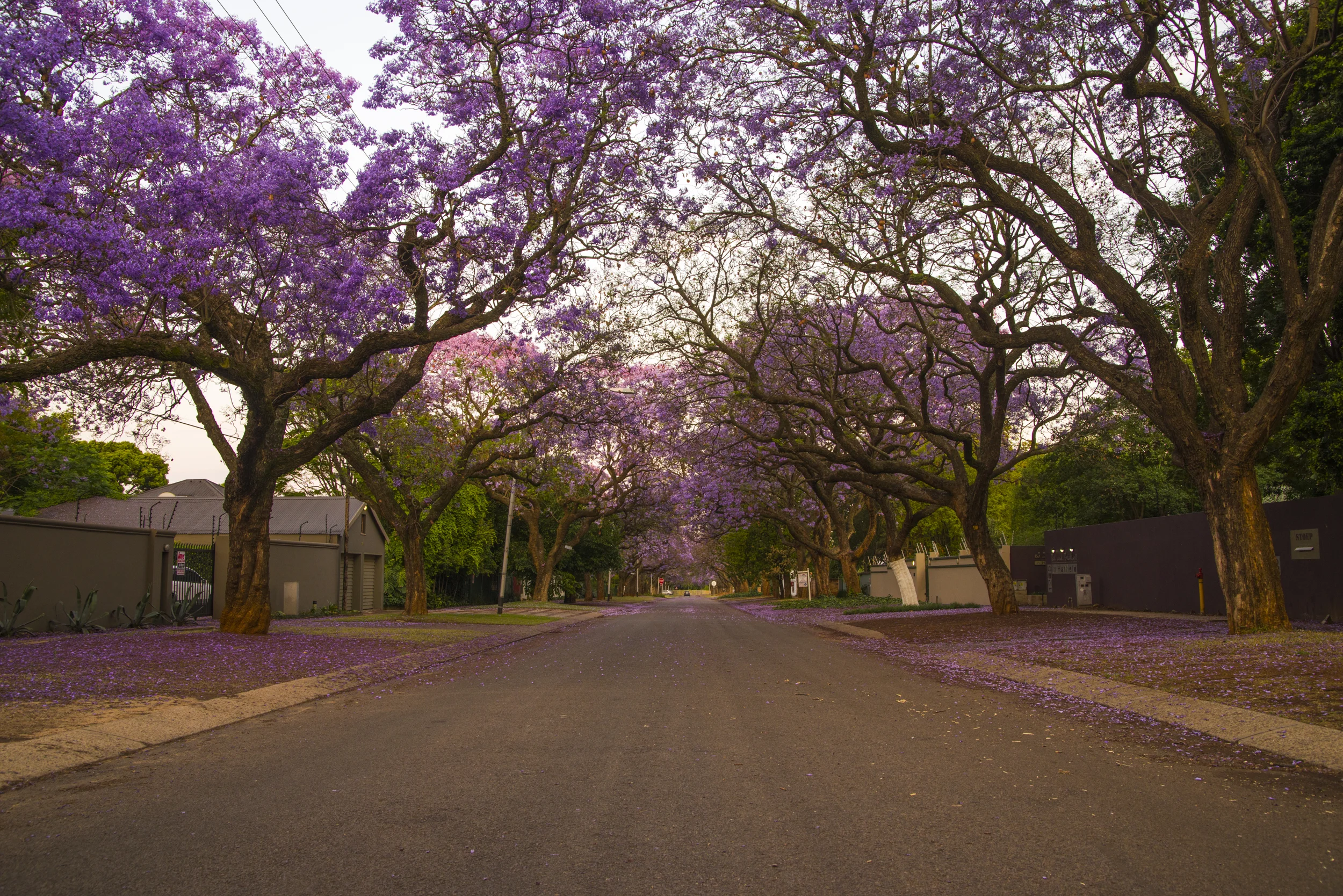 De boom van Pretoria; Jacaranda