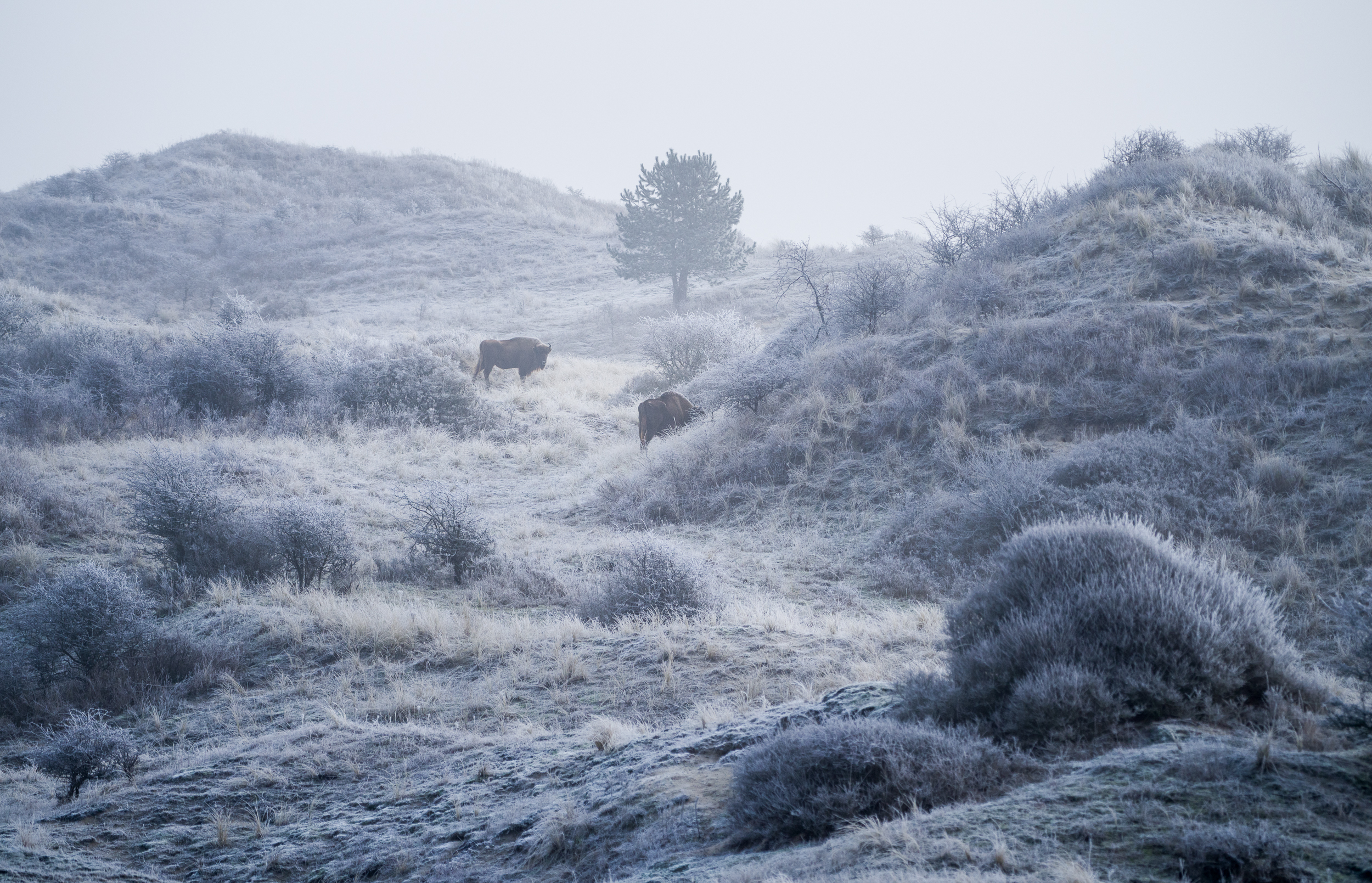 Winterse wisenten