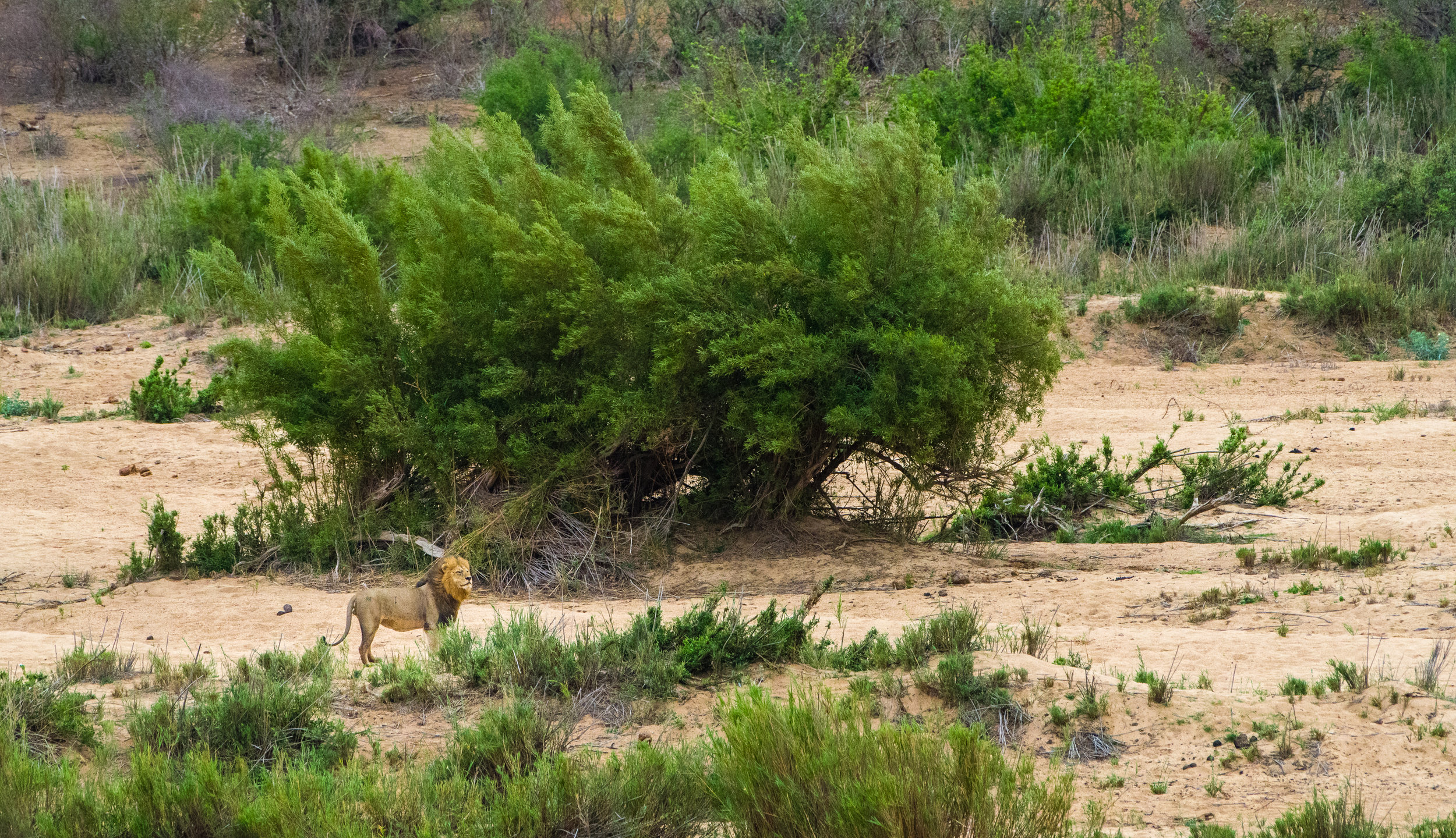 Lower Sabie op weg naar Berg en Dal