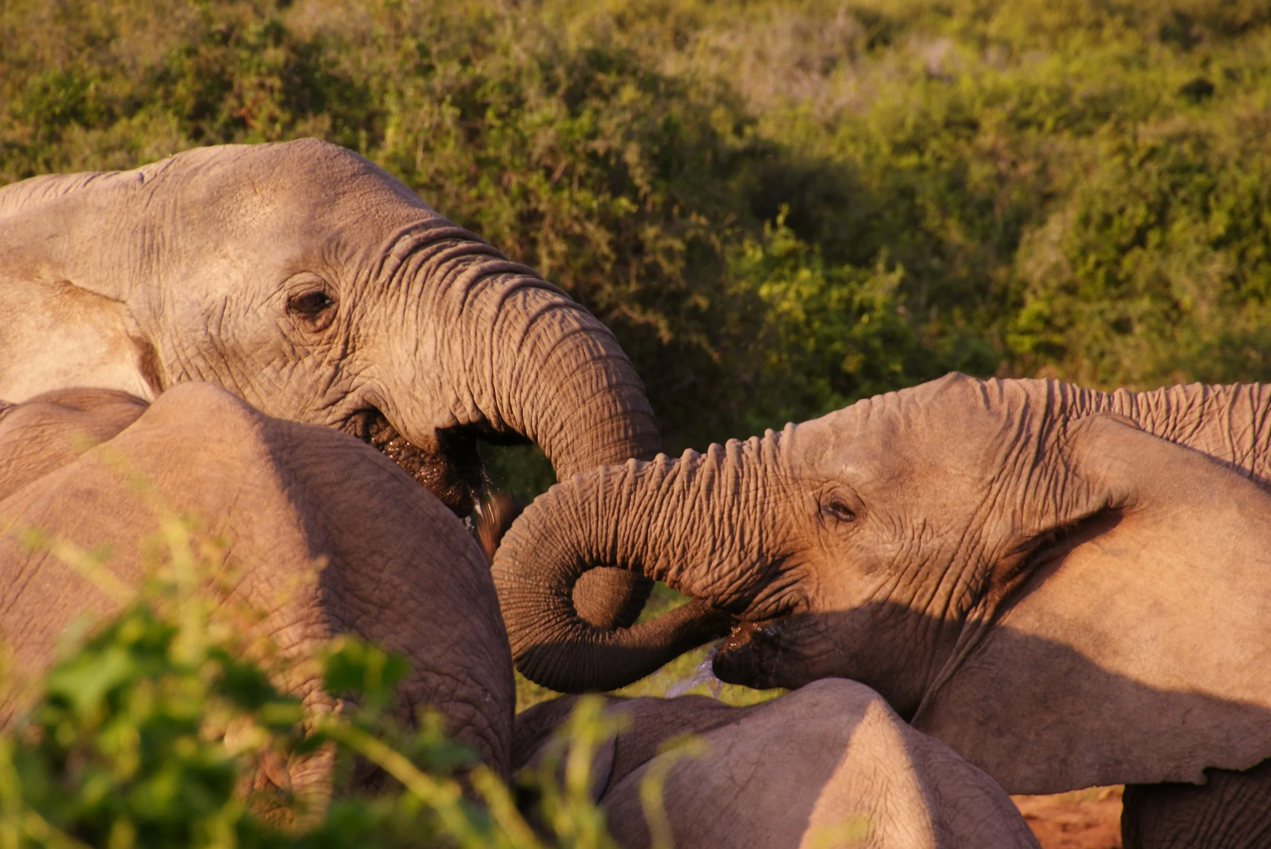 Addo Elephant National Park