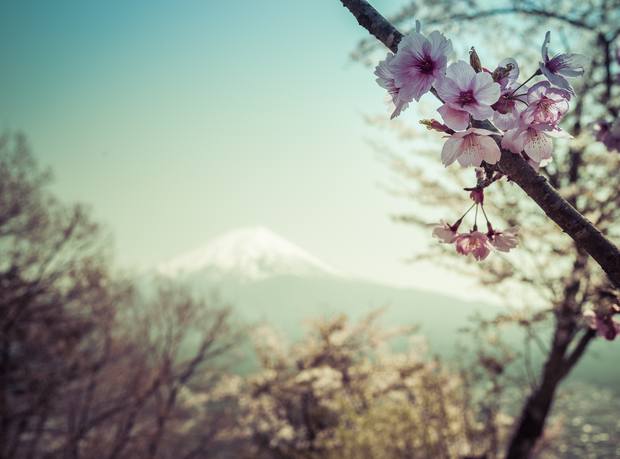 Kersenbloesem en Fuji-San
