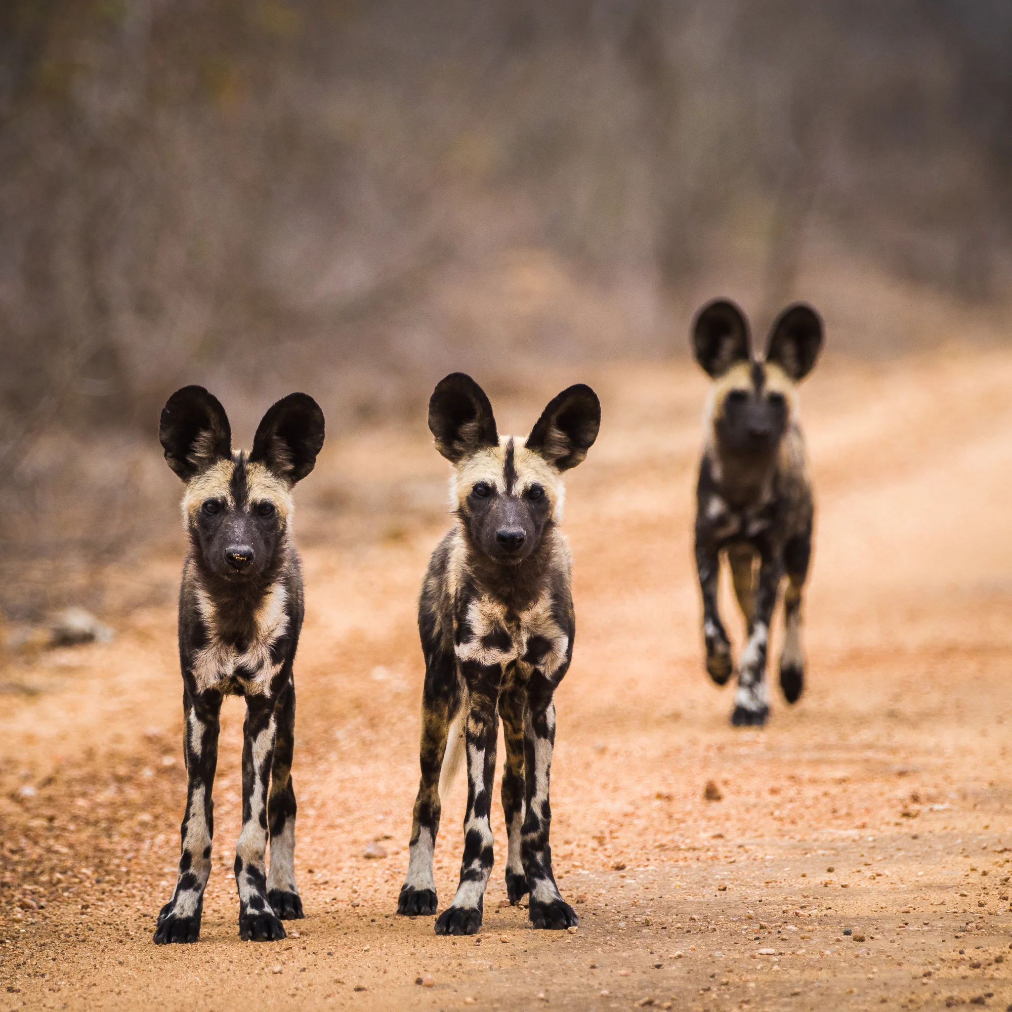 Jonge honden, Zuid Afrika