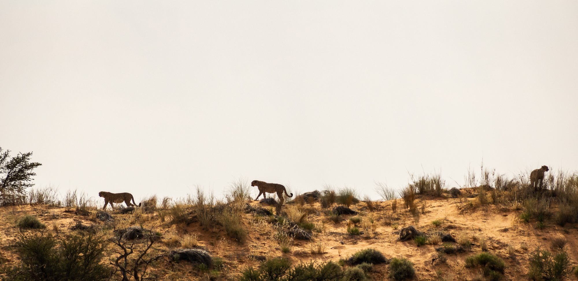 3 cheetahs op de duinen