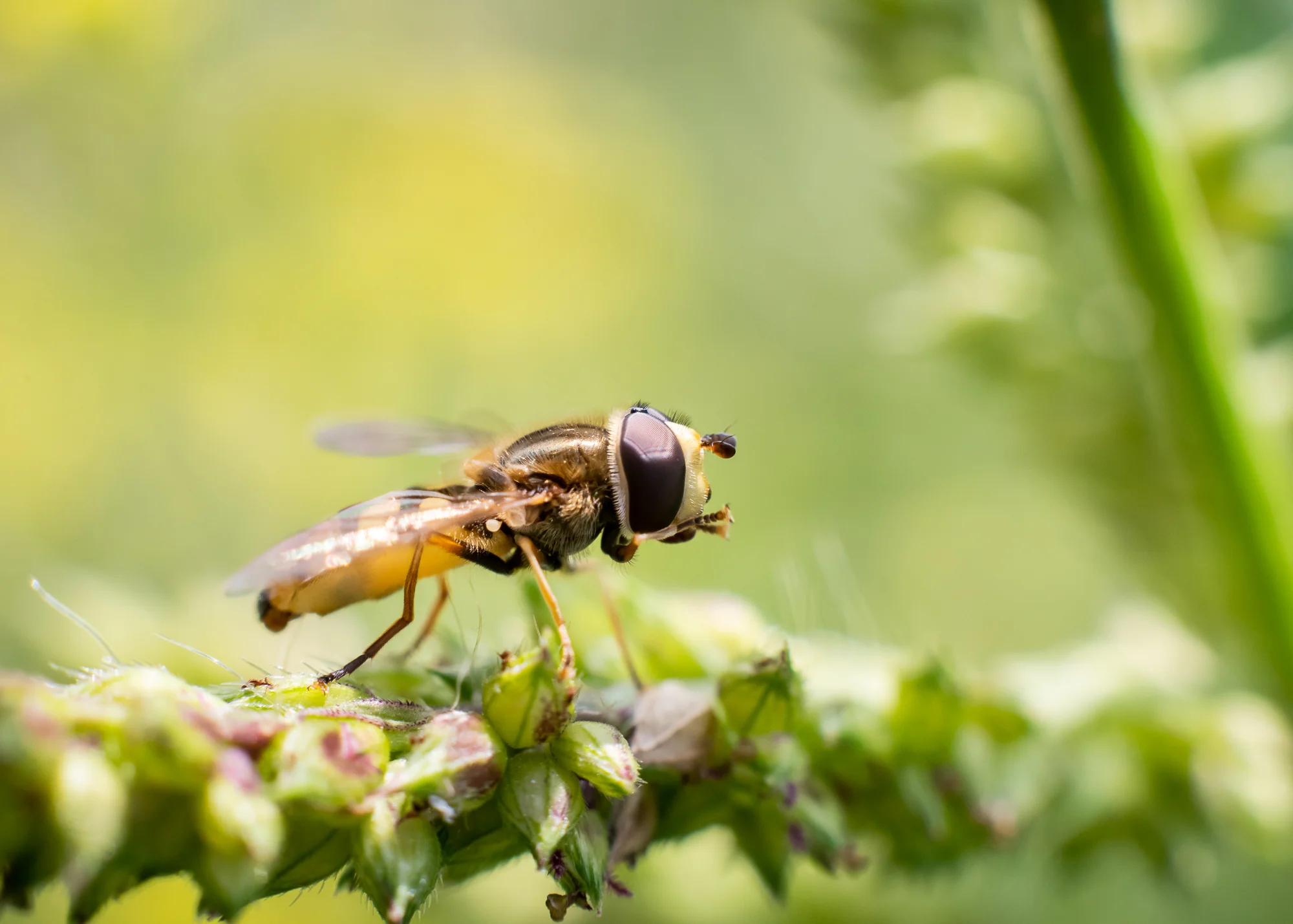 vergroting van 1,25 gemaakt met een 50mm lens met 55 mm aan tussenringen. Dit insect is zo'n 5 mm groot!