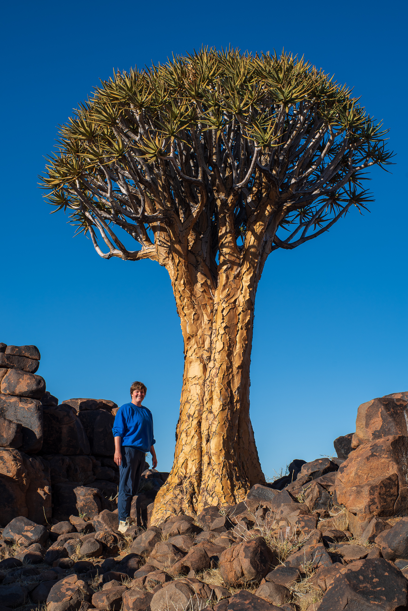 De grootste kokerboom