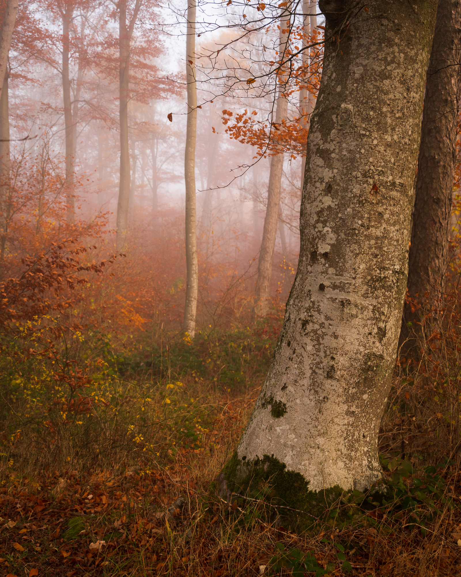 Het bos nabij de Arensberg