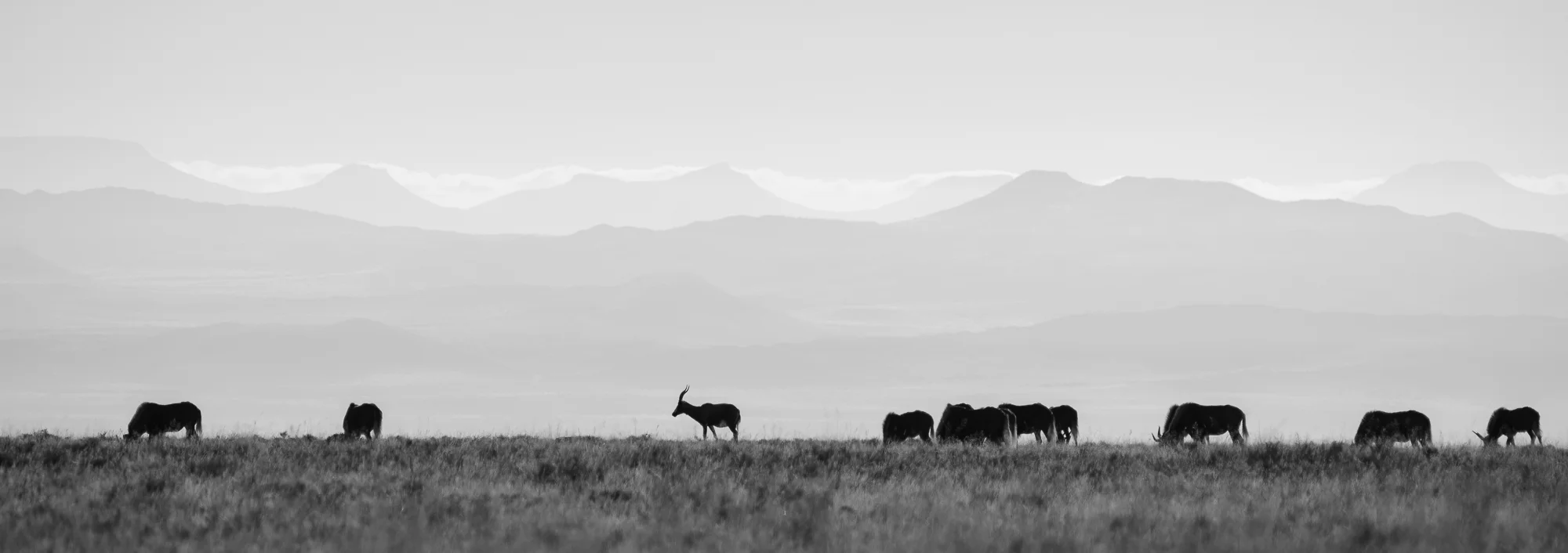 Silhouette van gnoes en springbok
