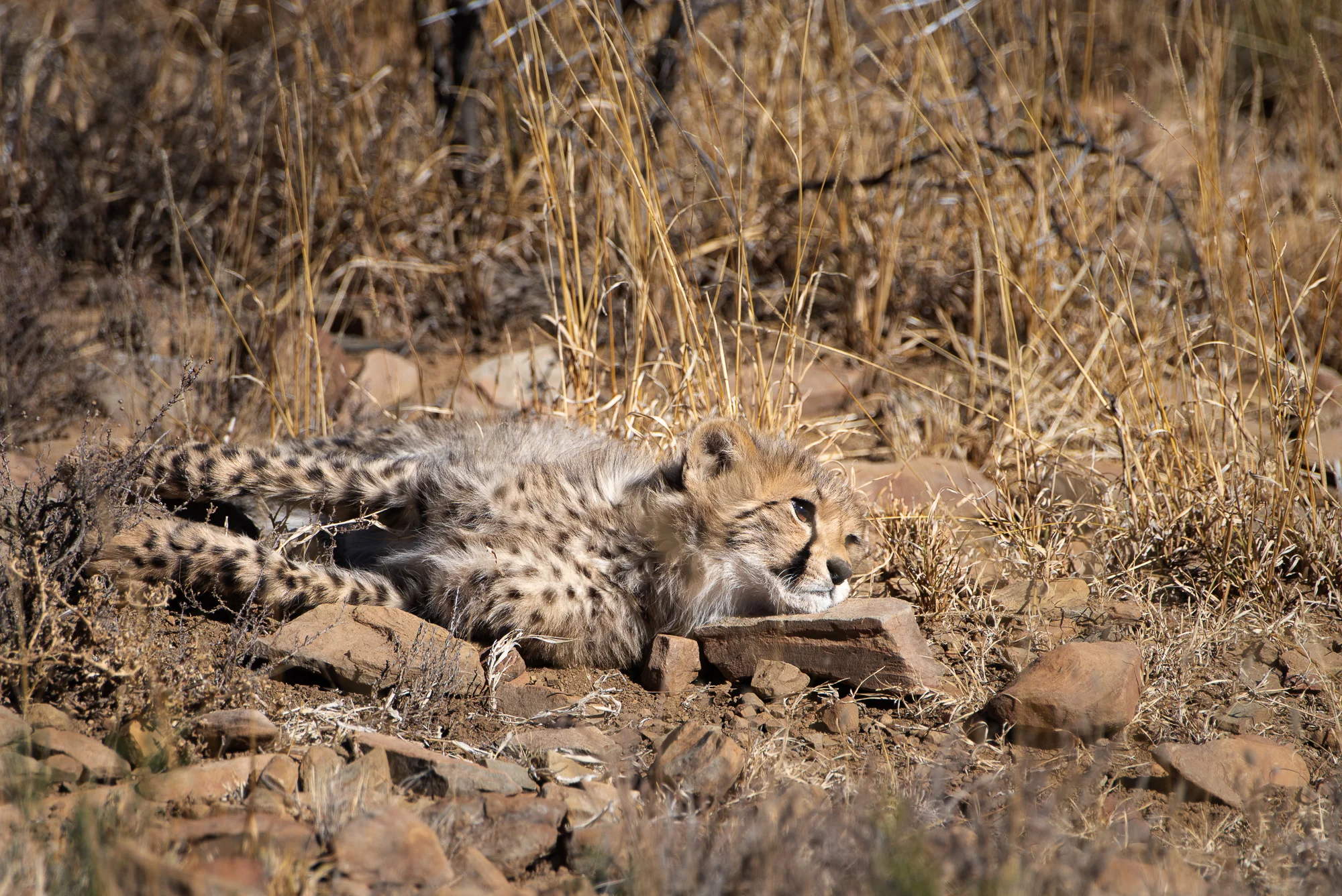Cheeta jong