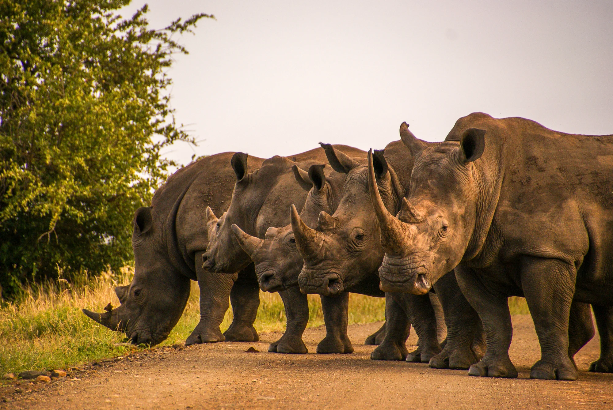 5 neushoorns in Kruger