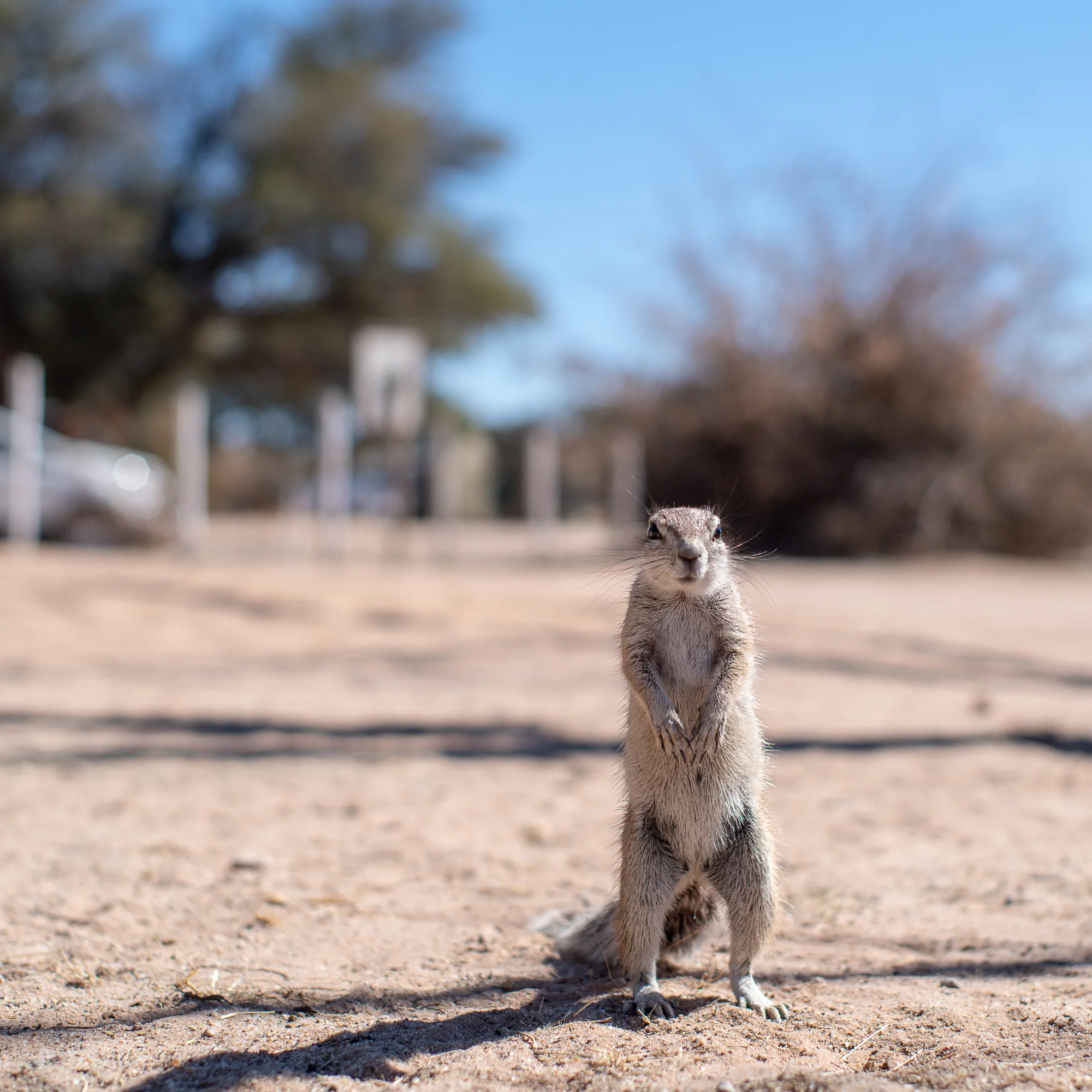 Een hoopvolle grond eekhoorn. Mata Mata , Kgalagadi.