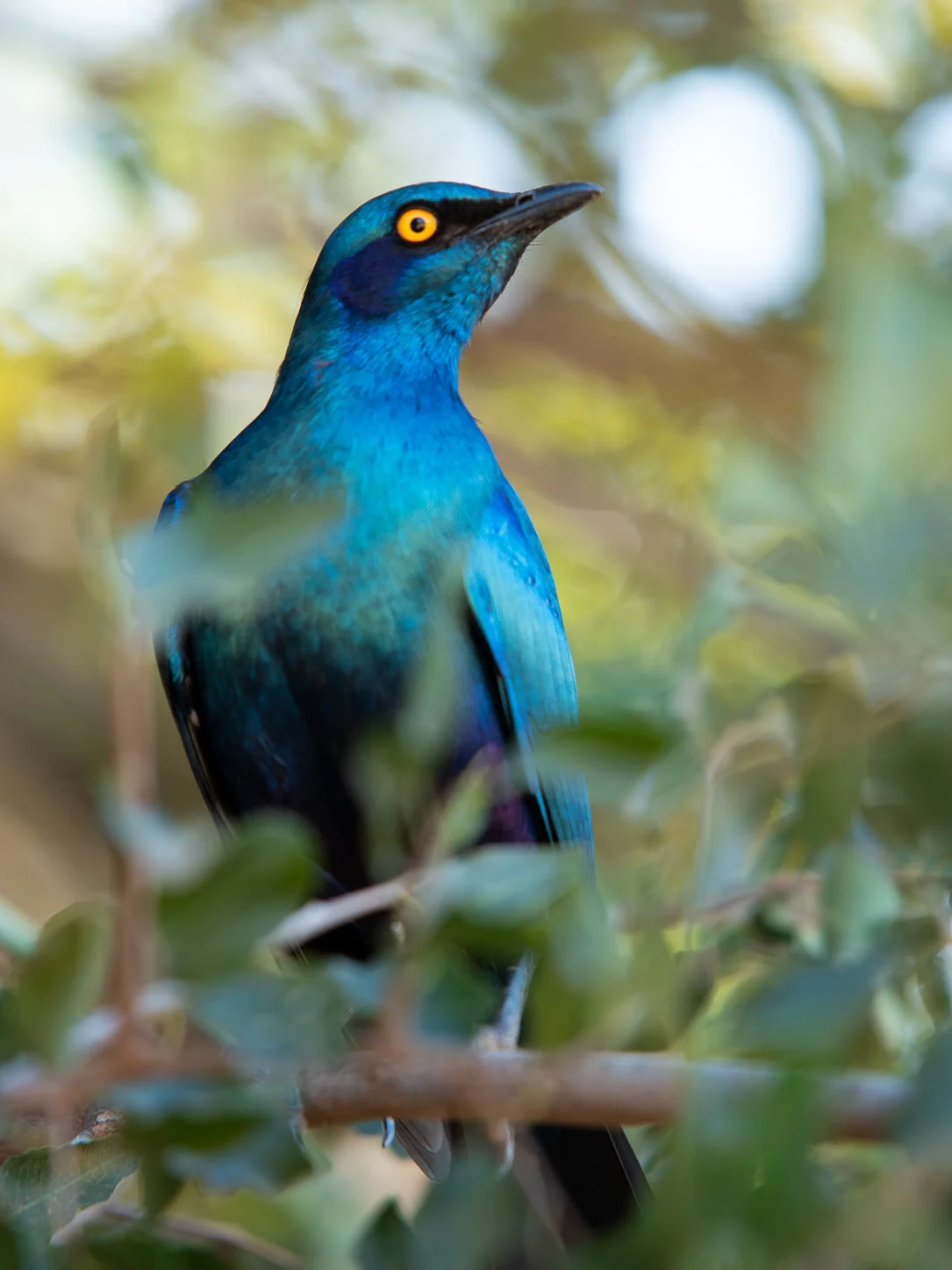 Een cape starling, een mooi gekleurde vogel.